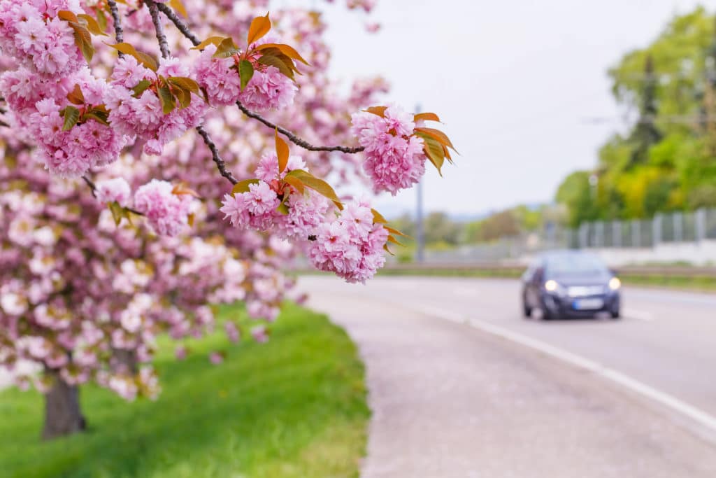 Cherry blossoms above busy road