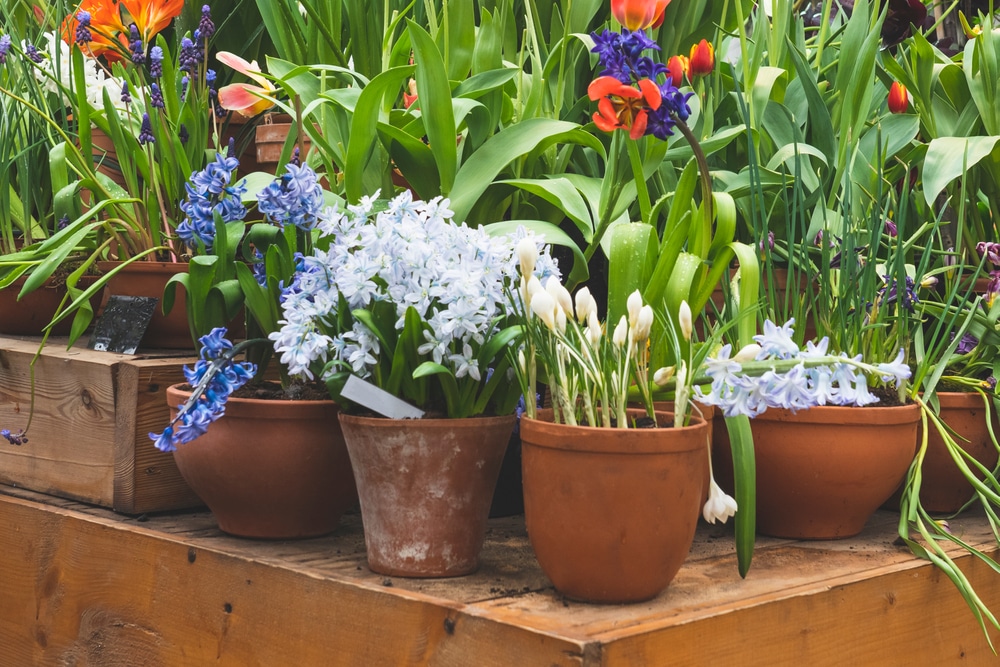 spring flowers in pots on the table, representing pollen/seasonal allergies
